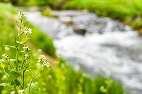 Bioremediacja – Co to jest i na czym polega?
