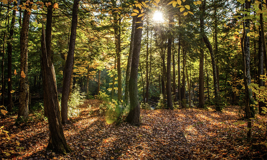 Jak wygląda rekultywacja terenów leśnych, rolnych i miejskich? Praktyczne różnice technologiczne