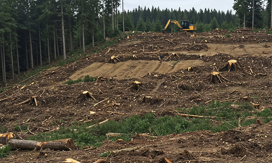 Rekultywacja a odbudowa ekosystemu – jak przywrócić życie zdegradowanym terenom?