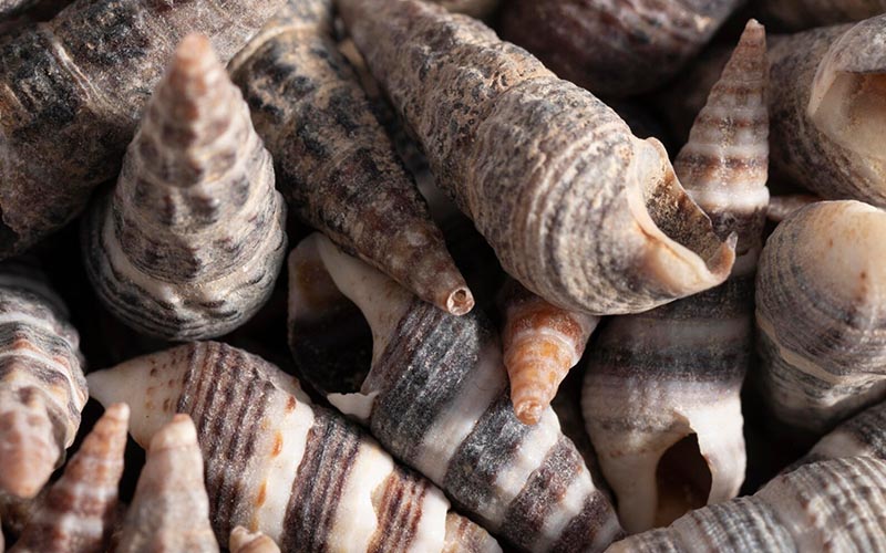 Małże słodkowodne jako bioindykatory – nauka w służbie bezpieczeństwa